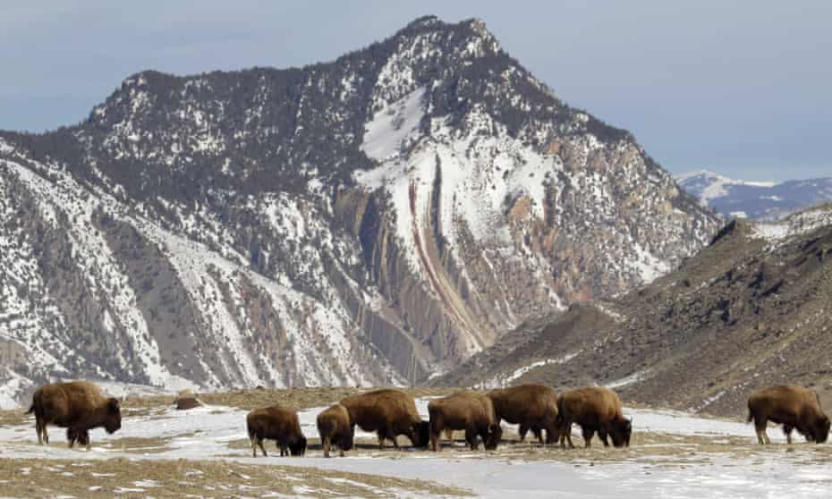 Bison graze, just inside Yellowstone National Park. Authorities propose killing roughly 1000 wild bison this winter, mostly calves and females.