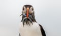 A puffin with a beak full of sand eels.