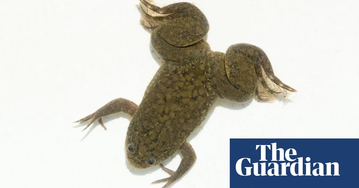Frog regrows amputated leg after drug treatment