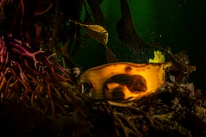 The egg case of a swell shark, tethered to the base of a giant kelp