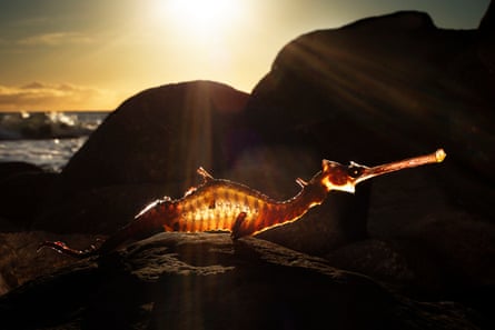A dead weedy sea dragon