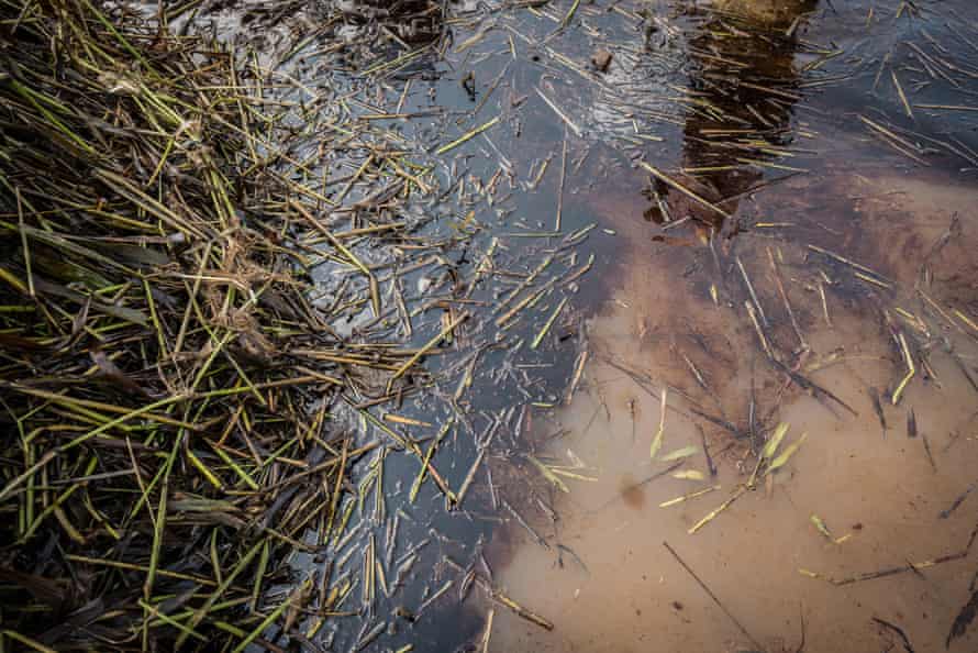 Plants in oily water in Bayelsa, Nigeria, 8 June 2018