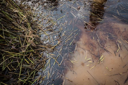 Plants in oily water in Bayelsa, Nigeria, 8 June 2018