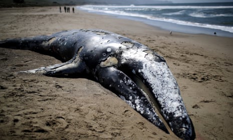 A dead juvenile Gray Whale on the sand