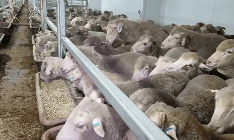 Footage filmed on board the Awassi Express in August 2017 shows sheep packed in and climbing over each other to get to feed troughs.