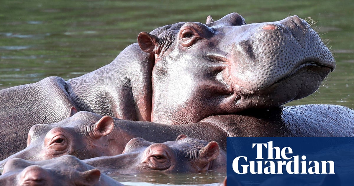 Indian billionaire’s son offers to house Pablo Escobar’s hippos at his private zoo
