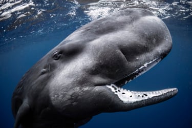 Sperm whale calf with open mouth