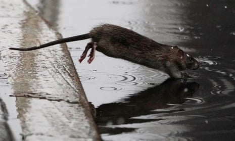 A rat jumps into a puddle in New York, New York. 