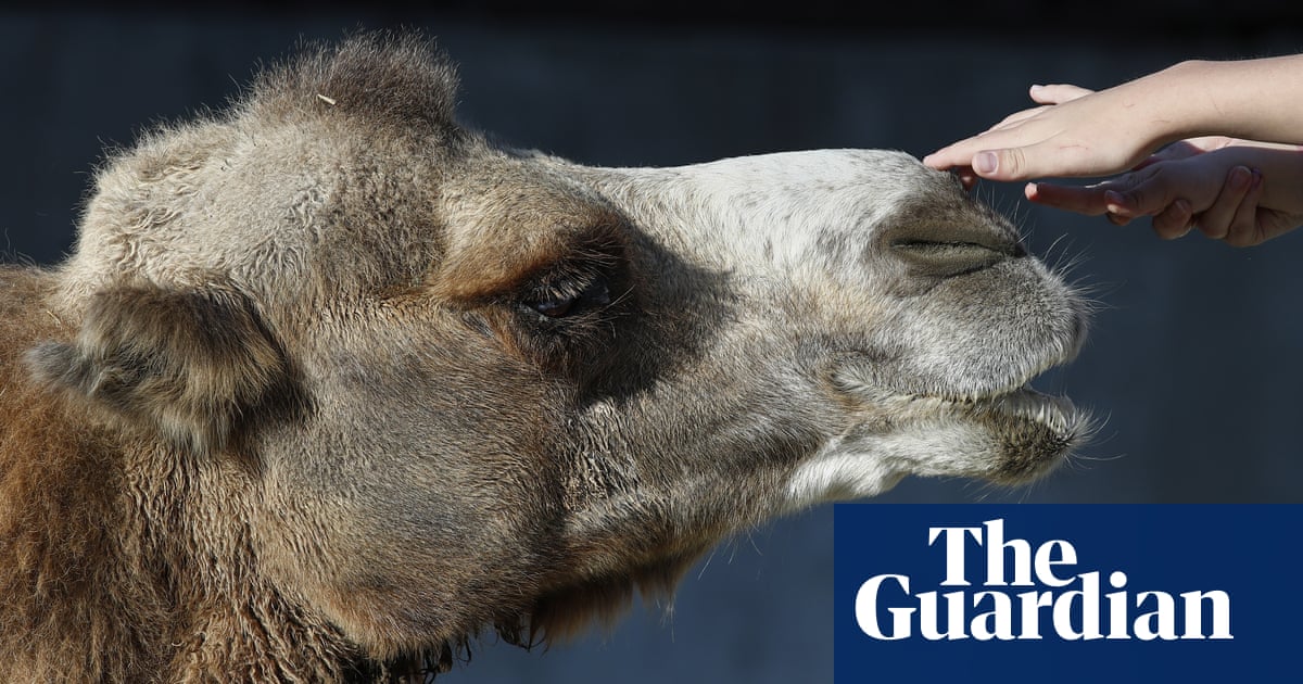 Camel kills two men after escaping Tennessee petting zoo