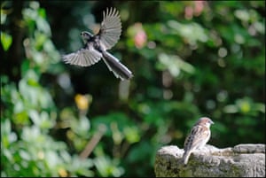 Long-tailed tit and sparrow