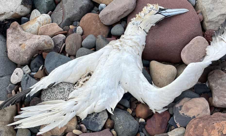 Should you come across the bodies of suspected avian flu victims, report your findings to Defra on 03459 335577.