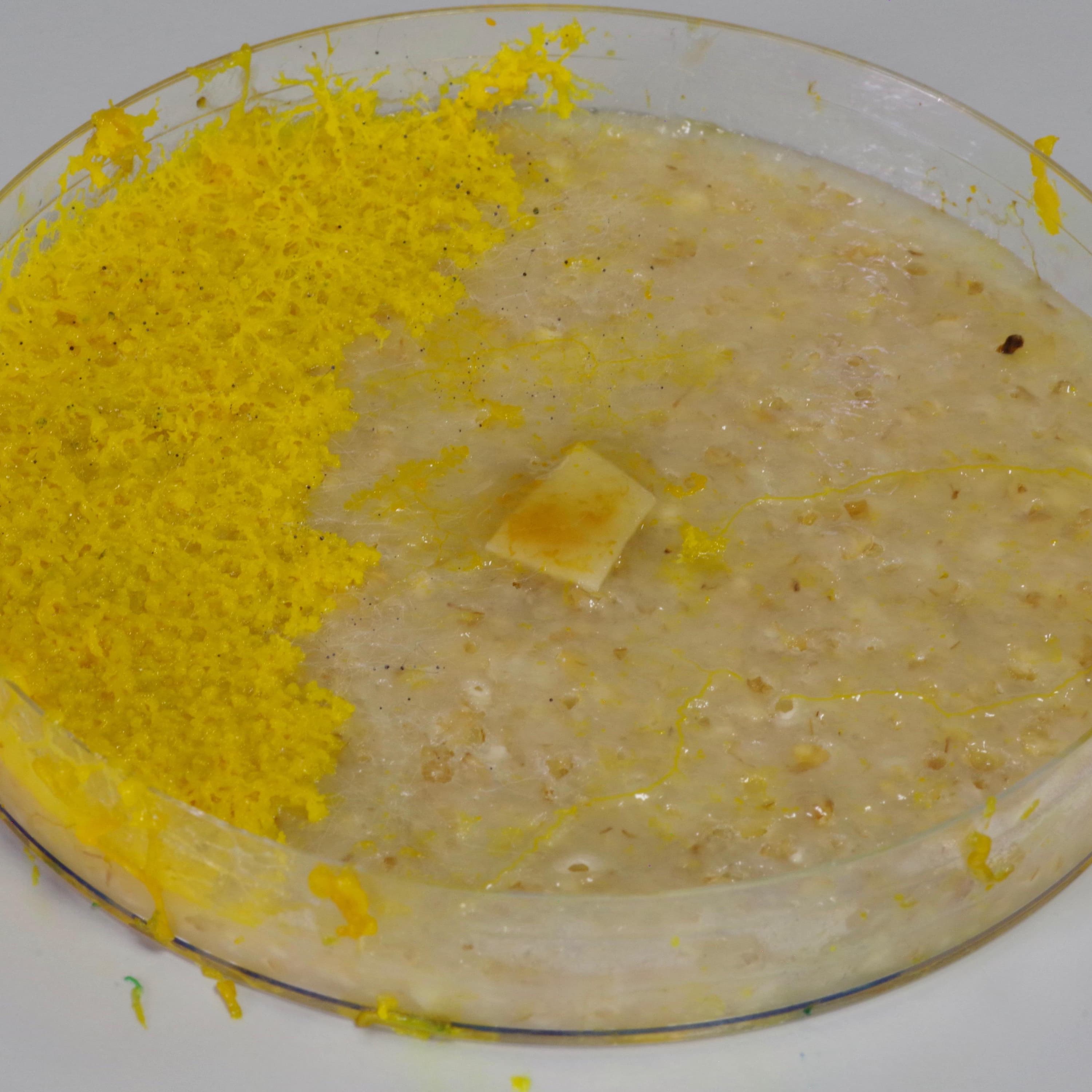‘This is dangerous’: slime moulds and the bitter debate over the nature of intelligence ‘This is dangerous’: slime moulds and the bitter debate over the nature of intelligence