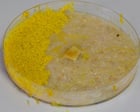 ‘This is dangerous’: slime moulds and the bitter debate over the nature of intelligence – podcast