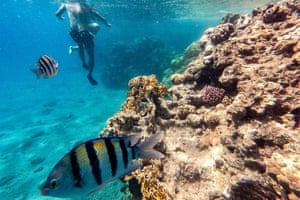Peixes e pessoas nadam perto de um recife de coral nas águas do Mar Vermelho