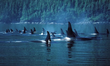 A pod of orcas in Johnstone Strait, British Columbia.