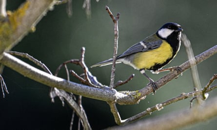 Um chapim-real em um galho no inverno