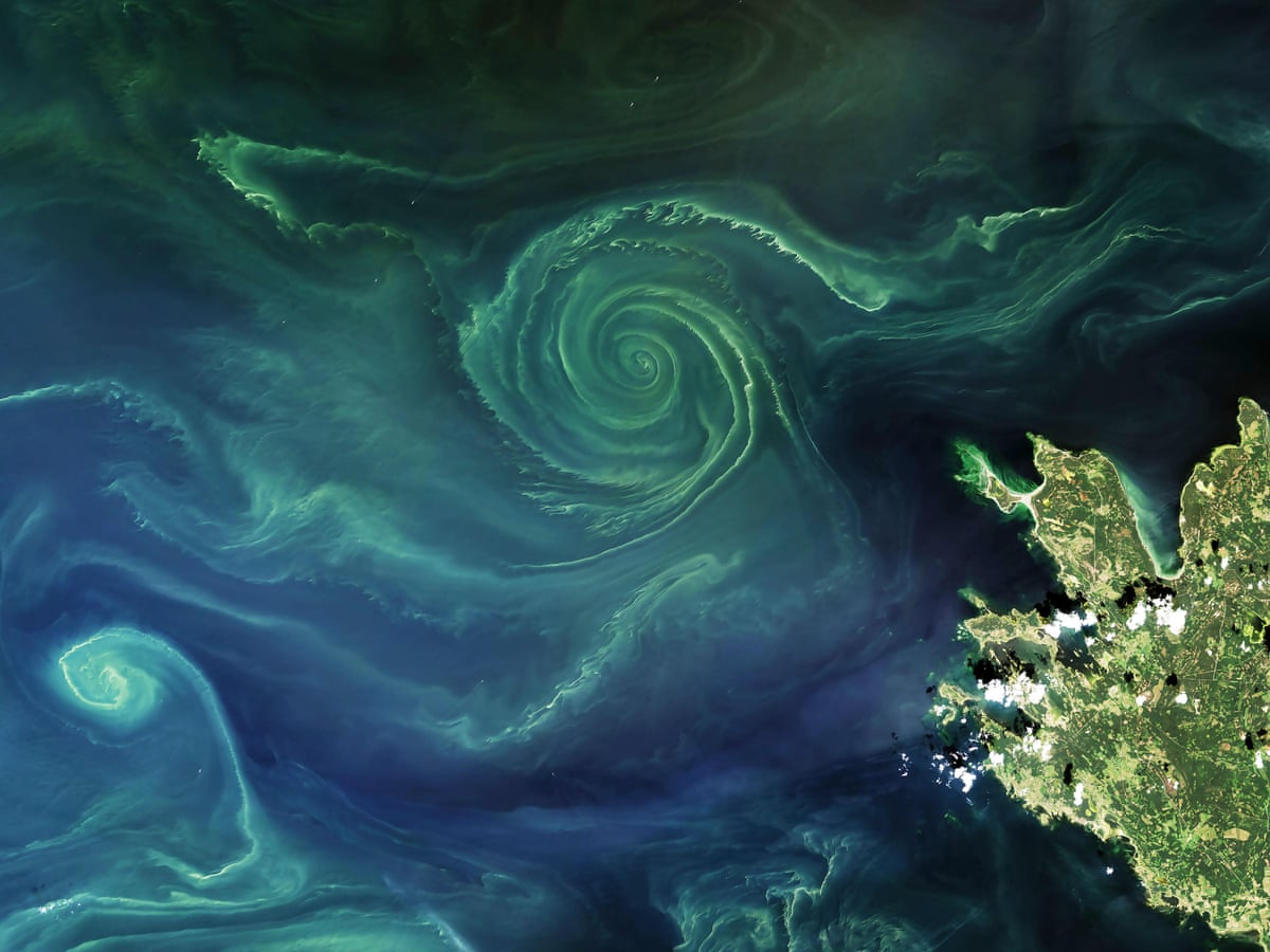 Trees and land absorbed almost no CO2 last year. Is nature's carbon sink failing? | Oceans | The Guardian