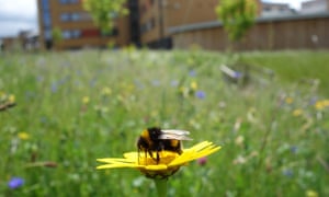 Jan Bombus terrestris lucorum