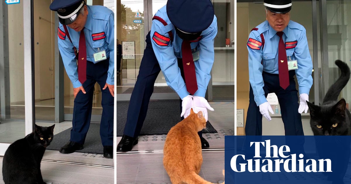 Curious cats bring fame to Japanese museum that won't let them in