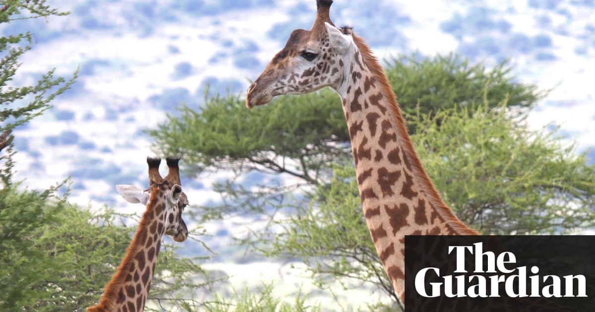 how the giraffe got its long Even the giraffe's tongue is long the 21-inch tongue helps them pluck tasty morsels from branches giraffes eat most of the time and, like cows, regurgitate food and chew it as cud a giraffe eats hundreds of pounds of leaves each week and must travel miles to find enough food. how the giraffe got its long Even the giraffe's tongue is long the 21-inch tongue helps them pluck tasty morsels from branches giraffes eat most of the time and, like cows, regurgitate food and chew it as cud a giraffe eats hundreds of pounds of leaves each week and must travel miles to find enough food.