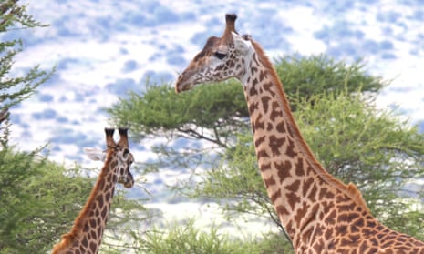 How did the giraffe get its long neck? Gene analysis tells a tall story |  Genetics | The Guardian