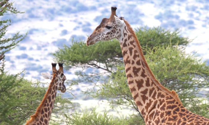 Giraffe is the tallest animal in the world. It has long legs and neck. neck. Its long neck helps in
