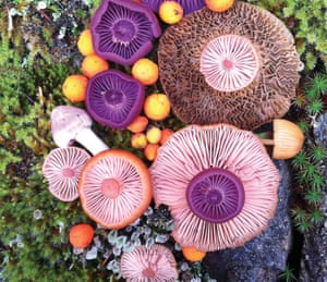 Vibrant Mushroom Arrangements in the Salish Sea, between British Columbia and Washington State as photographed by Jill Bliss.