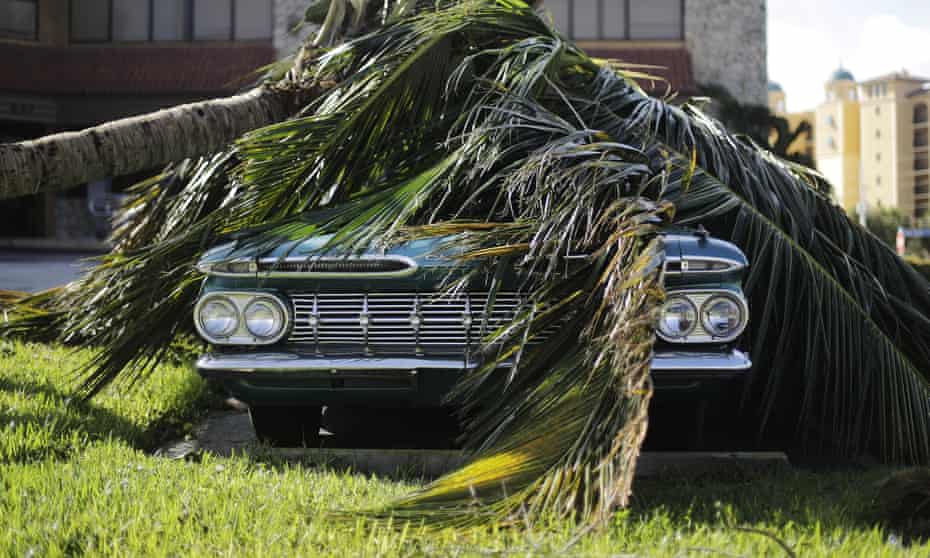 A Chevrolet Bel Air classic car sits under a fallen palm tree from Hurricane Irma in Marco Island, Florida.
