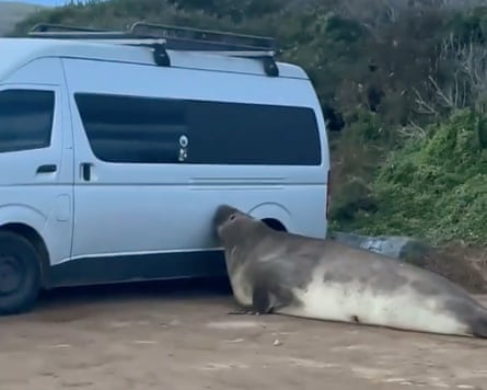 Neil the seal pushes his face up against a van in Tasmania, Australia