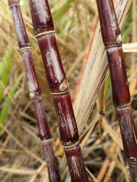 An image of a sugarcane stem