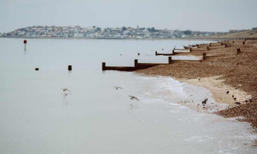 Turnstones and Hampton