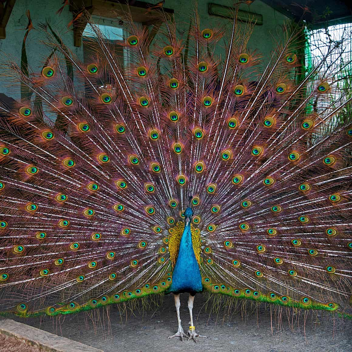 A male peacock fans out its colourful tail.