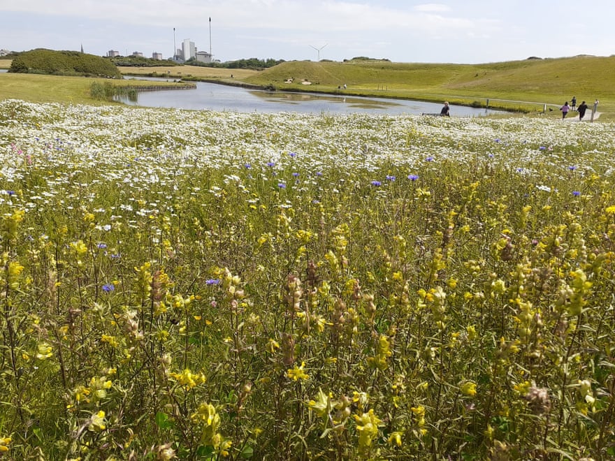 Irvine Park Pond Meadow Beach