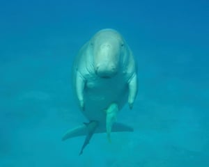 Red Sea, Egypt ‘We were snorkelling in Marsa Mubarak when this dugong joined us.’