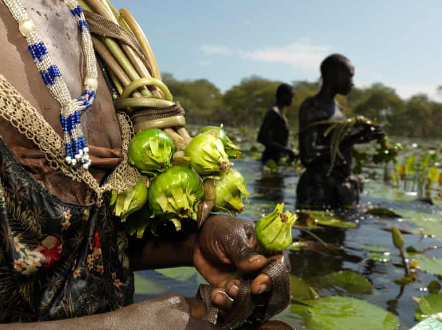 Nyatot Garang holds water lily bulbs
