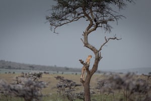 Gato grande em uma árvore