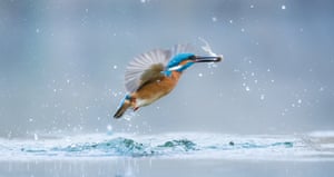 Kingfisher by Gabor Li from Hungary, one of the finalists in the World Wildlife Day 2017 young photographers’ competition 