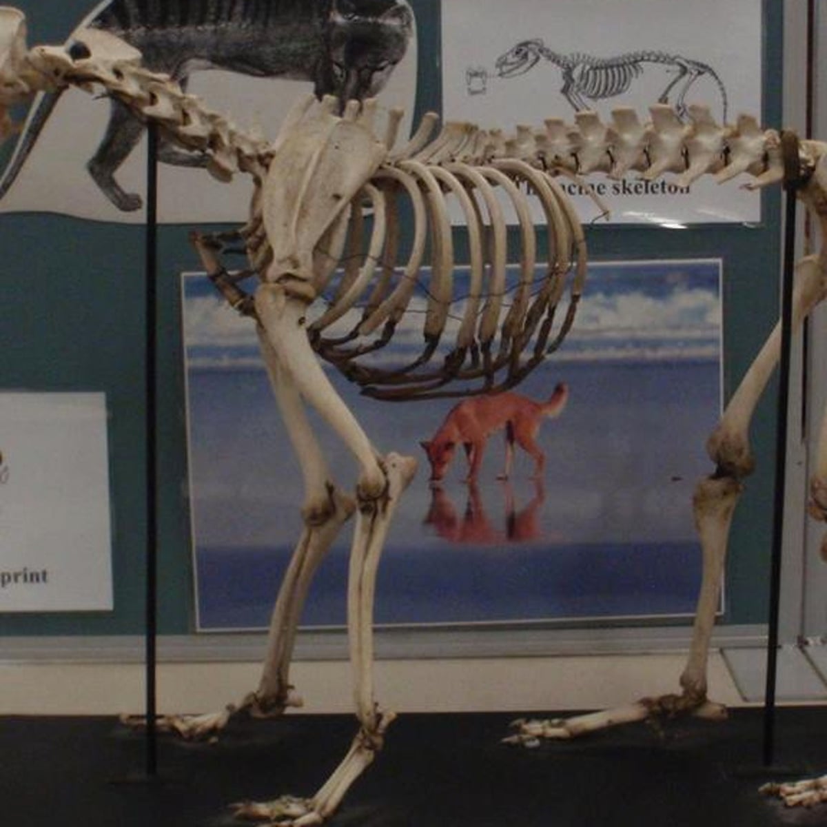 Rare animal skeletons stolen from Sydney University's teaching collection |  Sydney | The Guardian