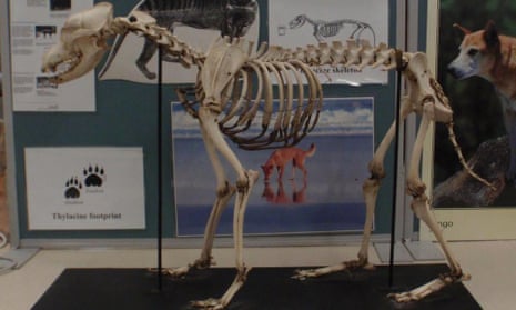 A full dog skeleton