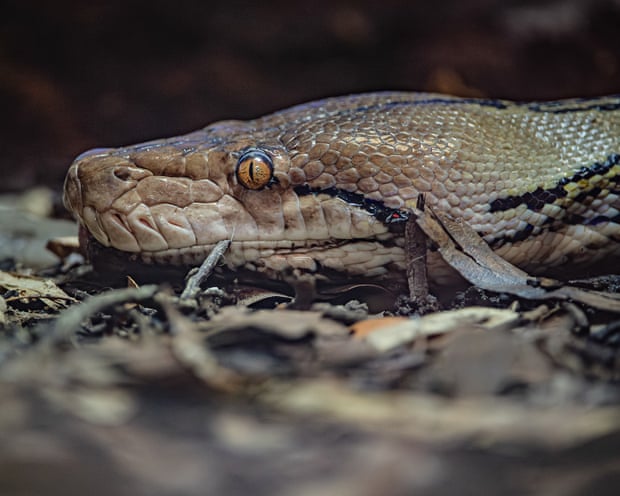 Snake receives human cancer treatment