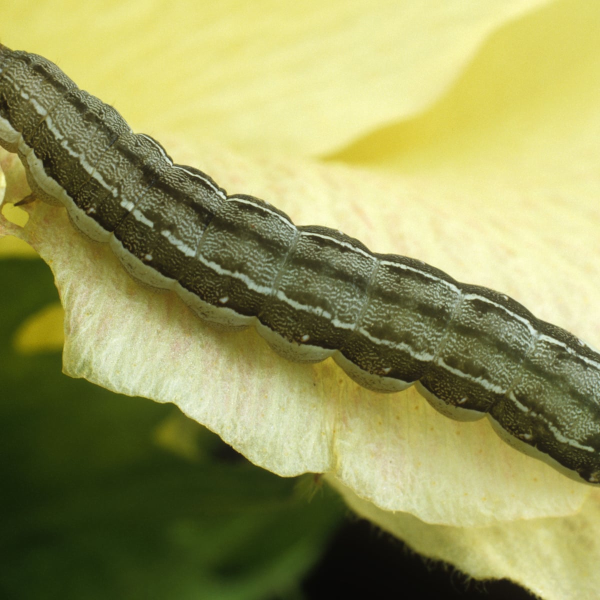 When very hungry caterpillars turn into cannibals | Insects | The ...