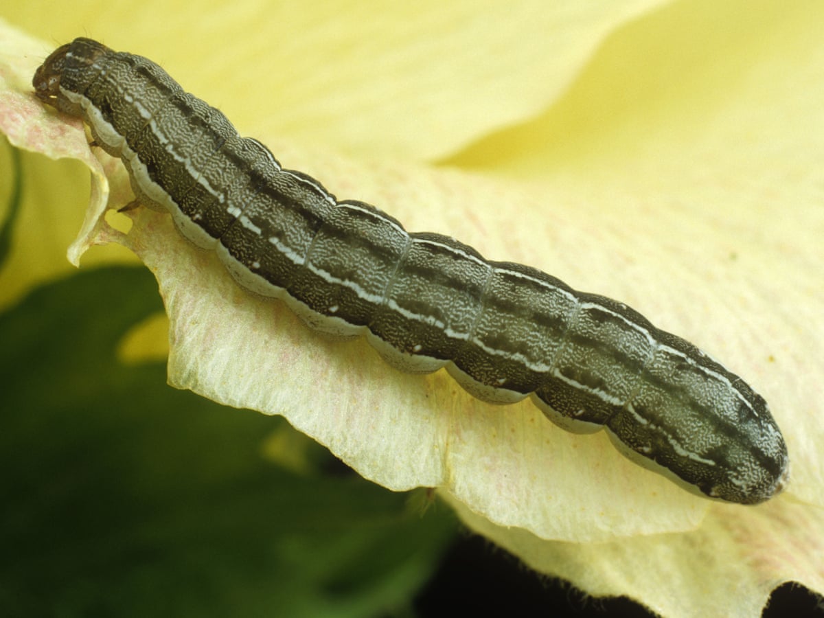 When very hungry caterpillars turn into cannibals | Insects | The Guardian