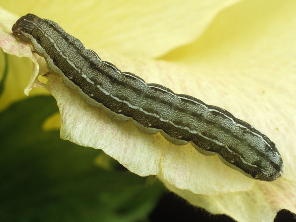 When very hungry caterpillars turn into cannibals | Insects | The ...