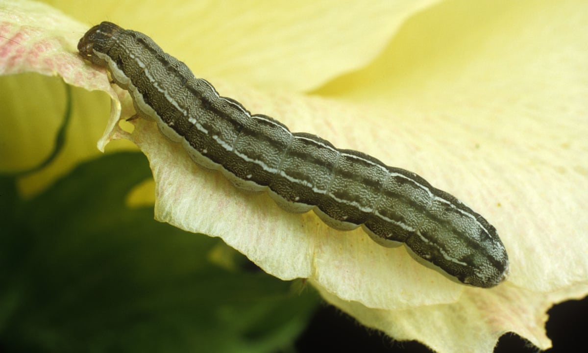 When very hungry caterpillars turn into cannibals | Insects | The ...