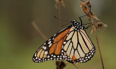A monarch butterfly is seen at El Rosario sanctuary for monarch butterflies in the western state of Michoacan, near Ocampo, Mexico.