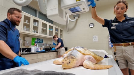 workers in blue shirts stand by exam table where sea turtle lies