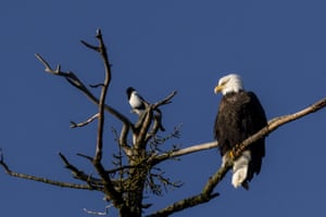 Uma águia americana é vista pousando em um galho de árvore com uma pega em Seward, Alasca, EUA. Seward se destaca como um dos habitats naturais das águias americanas, que prosperam aqui graças aos abundantes recursos pesqueiros e grandes áreas florestais na região