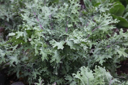 ‘Red Russian’ kale.