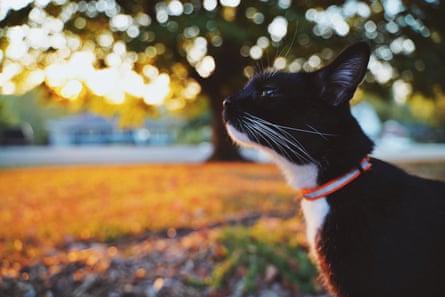 Tux playing in the yard during his outdoor cat years