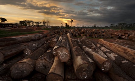 Logged trees in Mindourou, Cameroon.